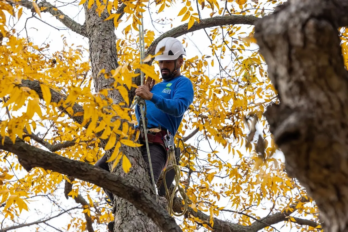 Skilled Tree Planing crew working in Wheatland