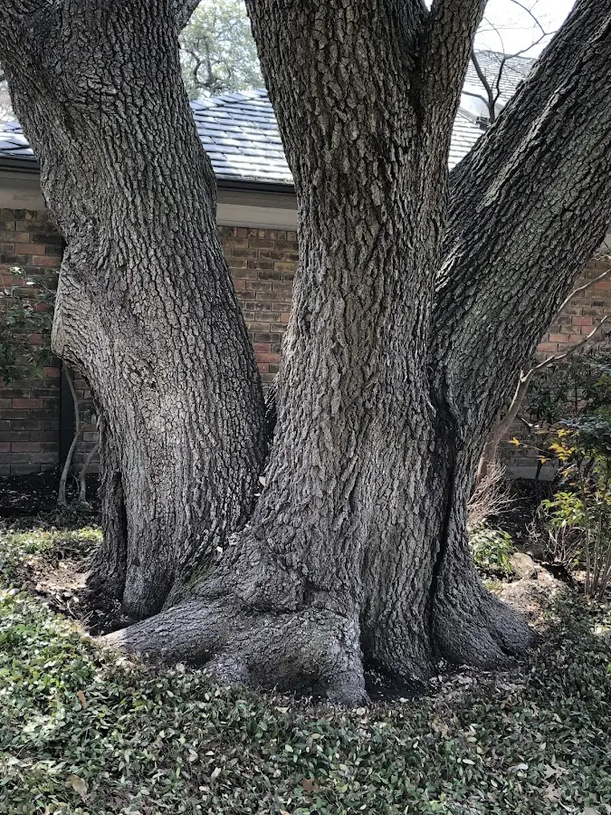 Mature heritage tree close to a Wheatland property cared for by certified arborists